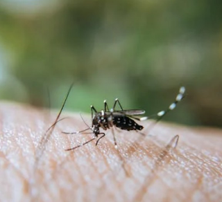 West Nile Virus, due nuovi casi a Novara