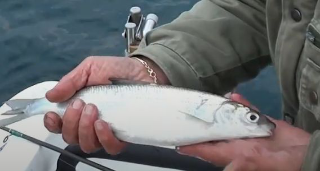 Orta San Giulio - Sequestro di pesce non tracciato in un ristorante