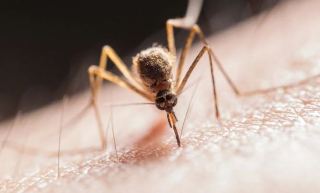 Allerta West Nile virus a Novara: possibile presenza di zanzare infette