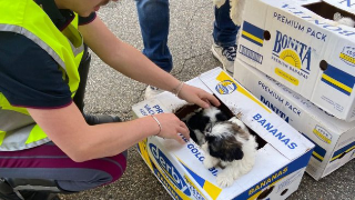 Novara - Nove cuccioli nascosti in uno scatolone: fermato furgone diretto a Torino
