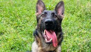 Trecate - Mitch nuovo cane antidroga della Polizia Locale